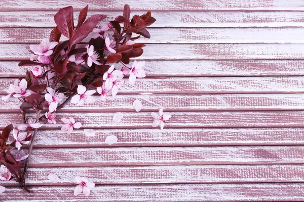 Rama de árbol floreciente con flores rosadas sobre fondo de madera —  Fotos de Stock