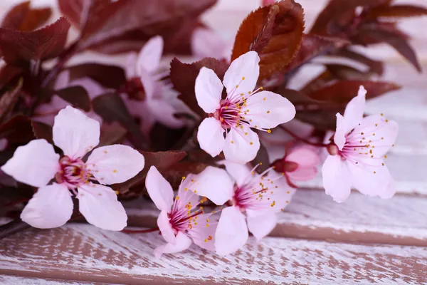 Blooming tree branch with pink flowers on wooden background — Stock Photo, Image