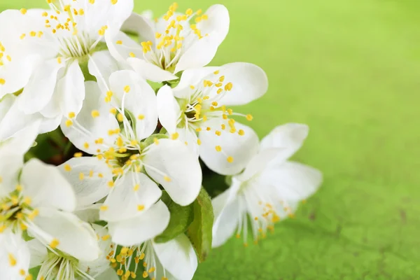 Branche d'arbre en fleurs avec des fleurs blanches sur fond en bois — Photo