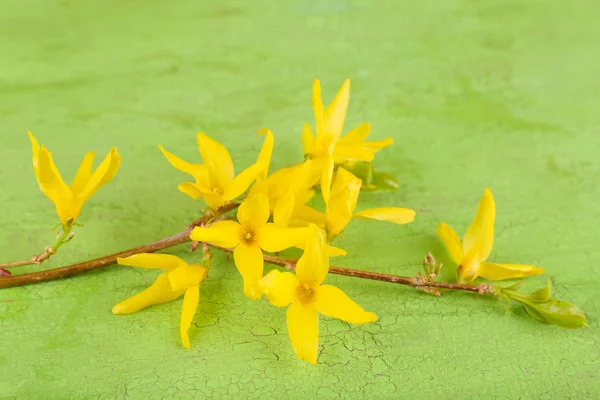 Blooming tree branch with yellow flowers on wooden background — Stock Photo, Image