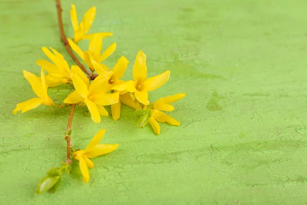 木製の背景に黄色の花の咲く木の枝 — ストック写真