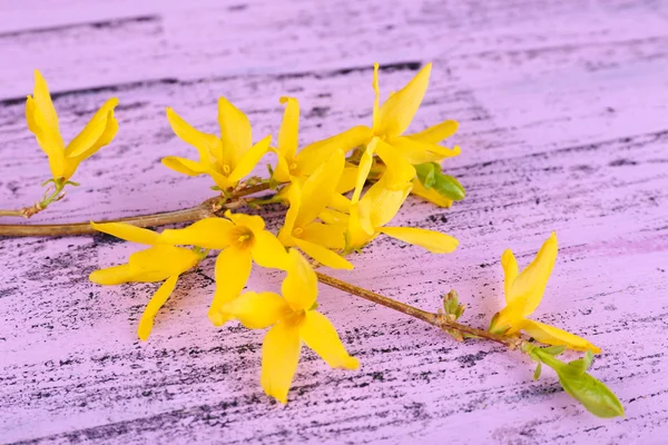Ramo dell'albero in fiore con fiori gialli su sfondo di legno — Foto Stock