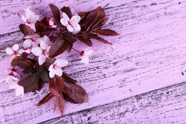 木製の背景にピンクの花の咲く木の枝 — ストック写真