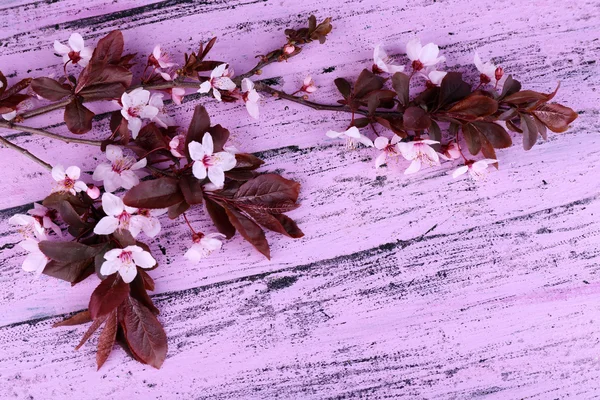 Ramo de árvore florescente com flores cor-de-rosa no fundo de madeira — Fotografia de Stock