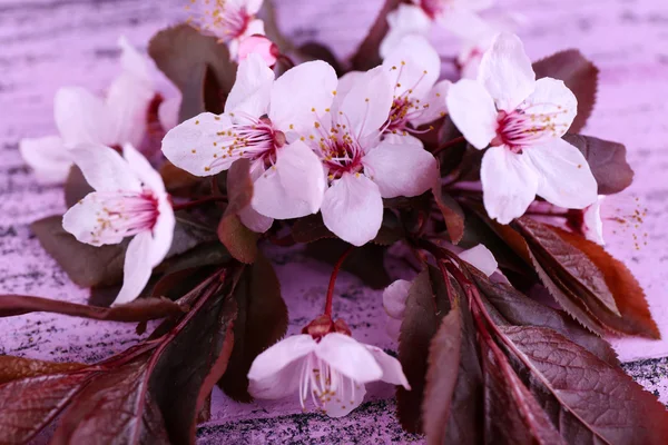 Rama de árbol floreciente con flores rosadas sobre fondo de madera —  Fotos de Stock