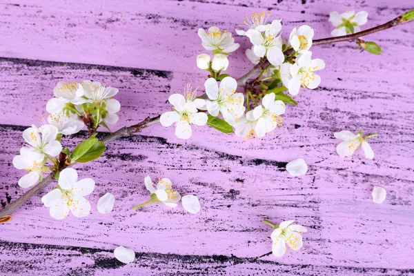 Blooming tree branch with white flowers on wooden background — Stock Photo, Image