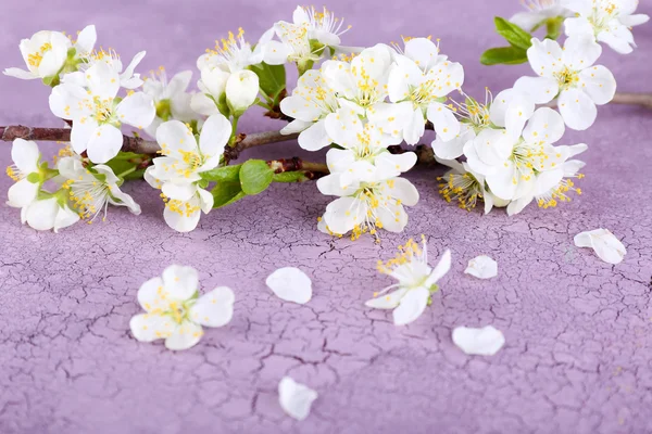 Kvetoucí větev stromu s bílými květy na dřevěné pozadí — Stock fotografie