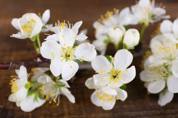 Blooming tree branch with white flowers on wooden background — Stock Photo, Image