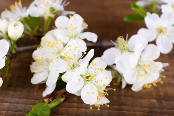 Ramo dell'albero in fiore con fiori bianchi su sfondo di legno — Foto Stock