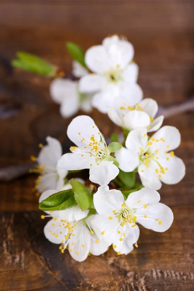 Bloeiende vertakking van de beslissingsstructuur met witte bloemen op houten achtergrond — Stockfoto