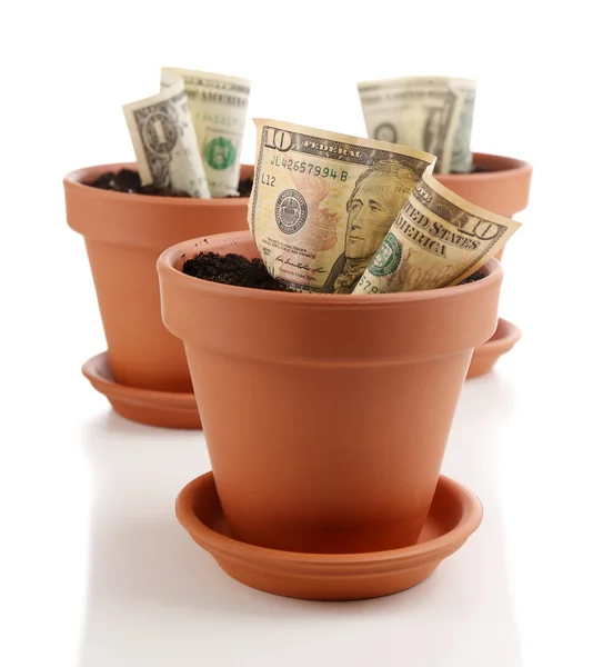 Business concept: growing money in the flowerpots, isolated on white — Stock Photo, Image
