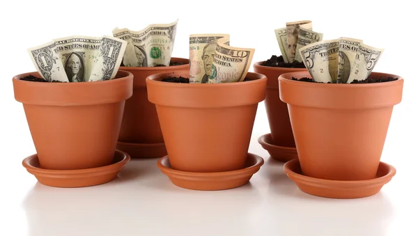 Business concept: growing money in the flowerpots, isolated on white — Stock Photo, Image