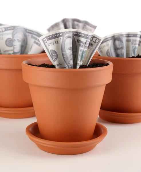 Business concept: growing money in the flowerpots, isolated on white — Stock Photo, Image