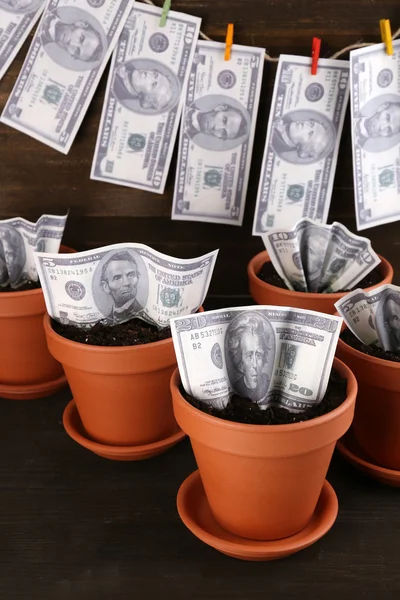 Концепция бизнеса: растущие деньги в цветочных горшках на столе — стоковое фото