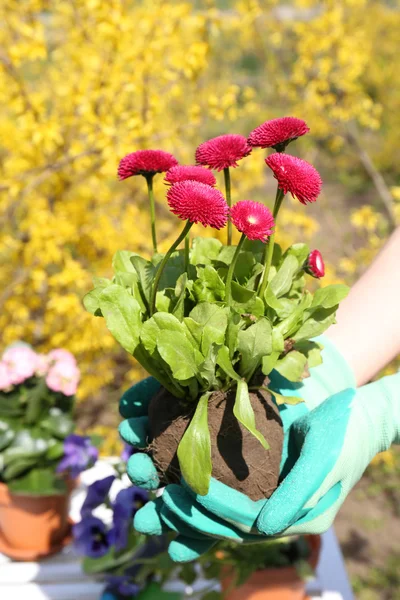 Mooie bloemen in bloempotten, buitenshuis — Stockfoto
