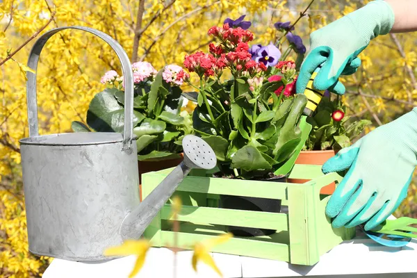 Mooie bloemen in bloempotten en tuingereedschap, buitenshuis — Stockfoto