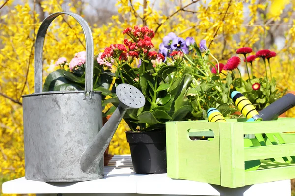 Bunga-bunga indah di pot bunga dan alat berkebun, di luar ruangan — Stok Foto