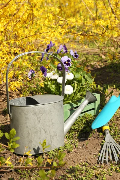 Hermosas flores en macetas y herramientas de jardinería, al aire libre —  Fotos de Stock