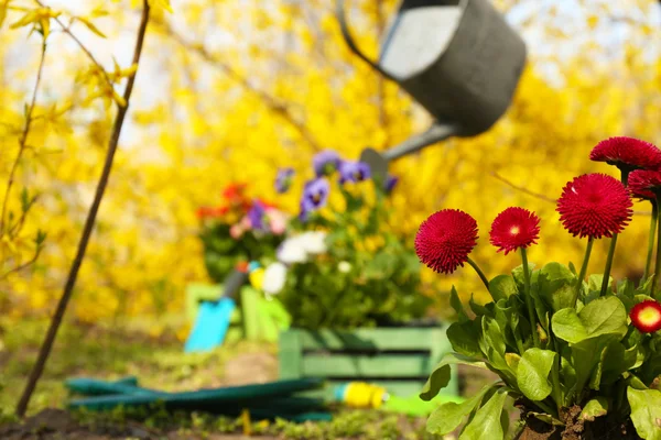 Conceito de jardinagem: belas flores no jardim com luz solar — Fotografia de Stock