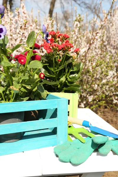 Tuinieren concept: mooie bloemen in de tuin met zonlicht — Stockfoto