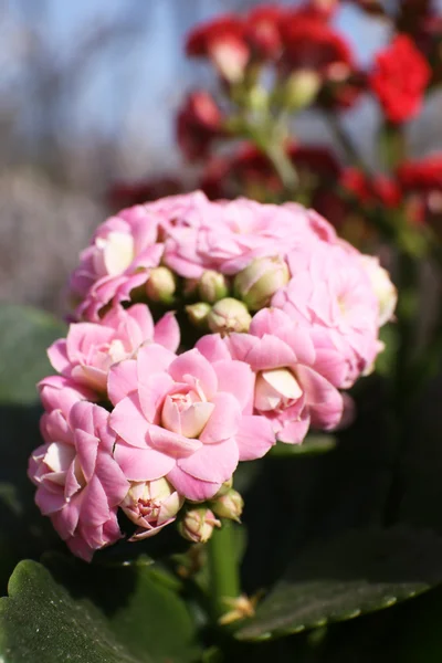 Hermosas flores de primavera, al aire libre —  Fotos de Stock