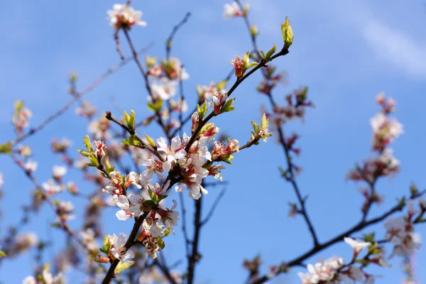 屋外の花と美しい木 — ストック写真