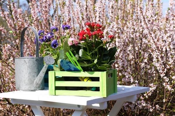 Садовая концепция: красивые цветы в саду с солнечным светом — стоковое фото