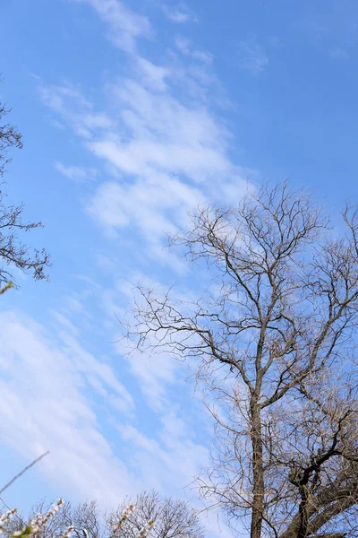 Красивое дерево, на открытом воздухе — стоковое фото