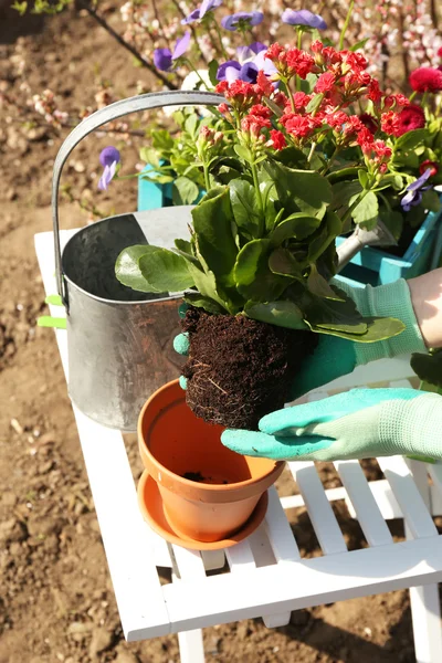 Tuinieren concept: mooie bloemen in de tuin met zonlicht — Stockfoto