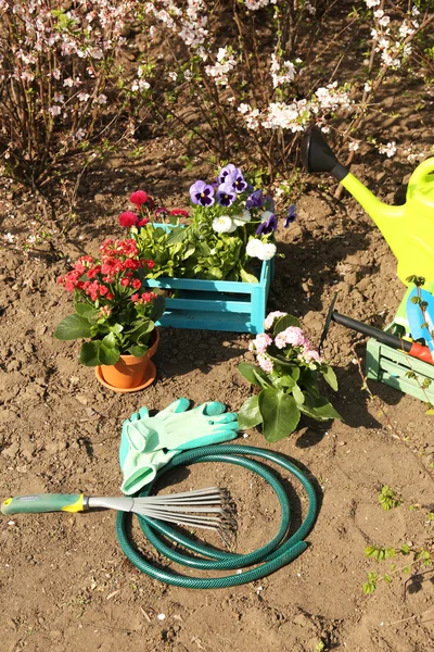 Trädgårdsarbete koncept: vackra blommor i trädgården med solljus — Stockfoto