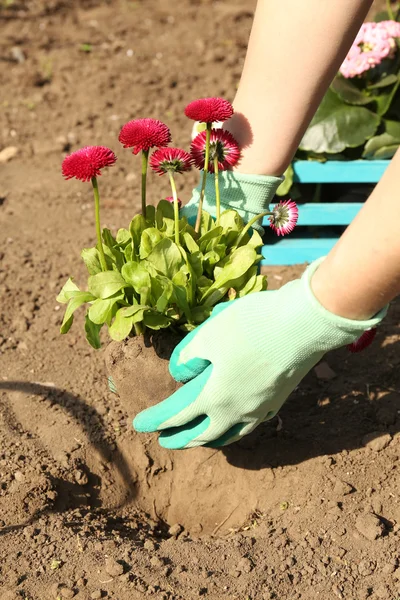 Tuinieren concept: mooie bloemen in de tuin met zonlicht — Stockfoto