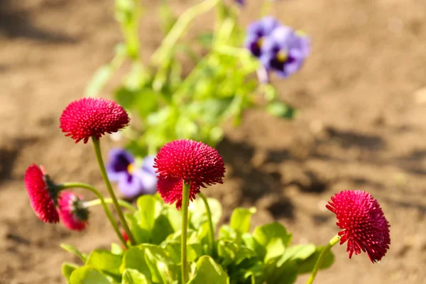 Hermosas flores de primavera, al aire libre —  Fotos de Stock