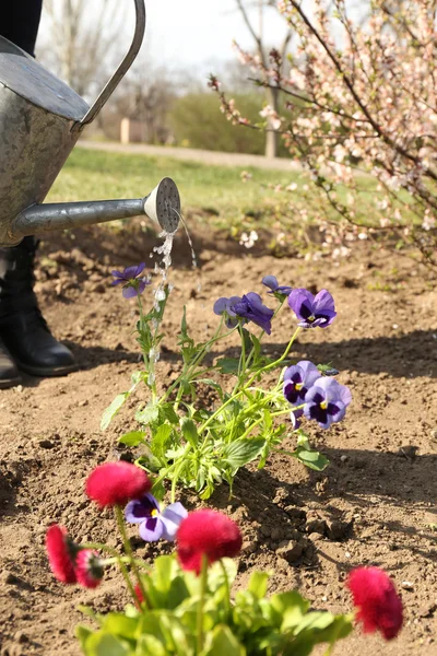 Zahradnické koncept: krásné květiny v zahradě se sluneční světlo — Stock fotografie