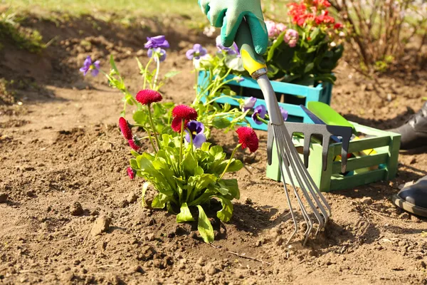 Trädgårdsarbete koncept: vackra blommor i trädgården med solljus — Stockfoto