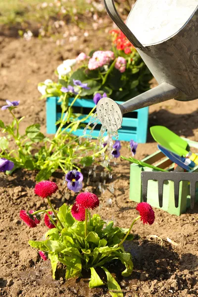 Konsep berkebun: bunga-bunga indah di taman dengan sinar matahari — Stok Foto