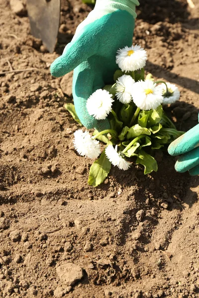 Concepto de jardinería: hermosas flores en el jardín con luz solar —  Fotos de Stock