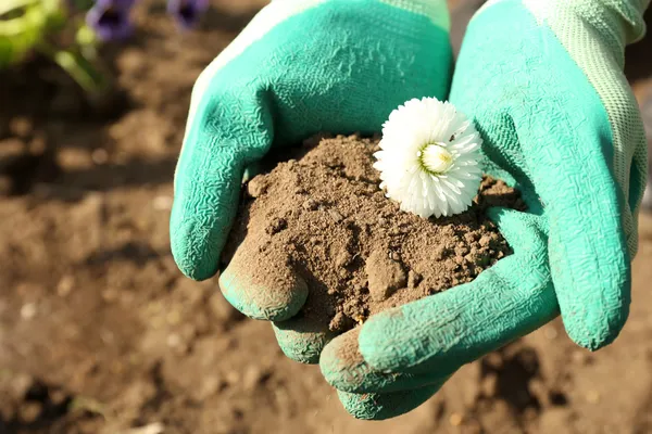 Hænder med smuk forårsblomst i, udendørs - Stock-foto