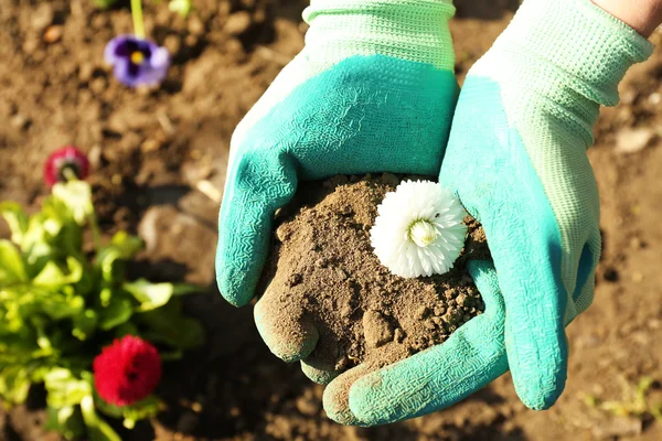 Mãos segurando bela flor de primavera, ao ar livre — Fotografia de Stock