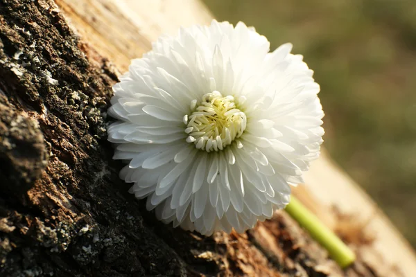 Hermosa flor de primavera en, al aire libre —  Fotos de Stock