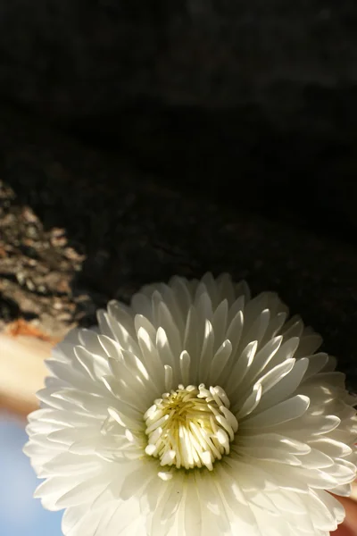 Bela flor de primavera, ao ar livre — Fotografia de Stock