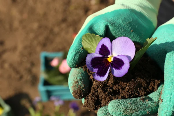 Mãos segurando bela flor de primavera em mãos, ao ar livre — Fotografia de Stock