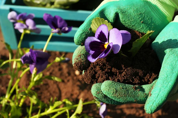 Mãos segurando bela flor de primavera em mãos, ao ar livre — Fotografia de Stock