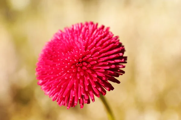 Hermosa flor de primavera, al aire libre —  Fotos de Stock