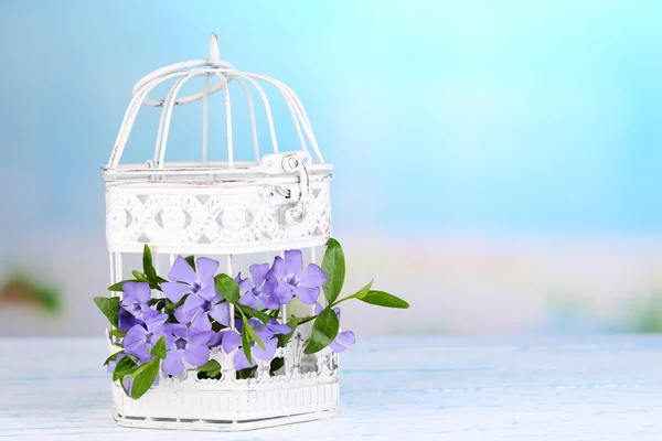 Hermosas flores de periwinkle en jaula decorativa sobre mesa de madera —  Fotos de Stock