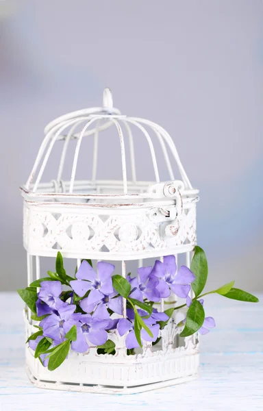 Beautiful periwinkle flowers in decorative cage on wooden table — Stock Photo, Image