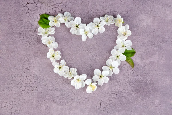 Beautiful cherry blossom on wooden background — Stock Photo, Image