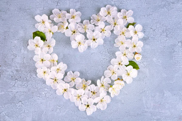 Beautiful cherry blossom on wooden background — Stock Photo, Image