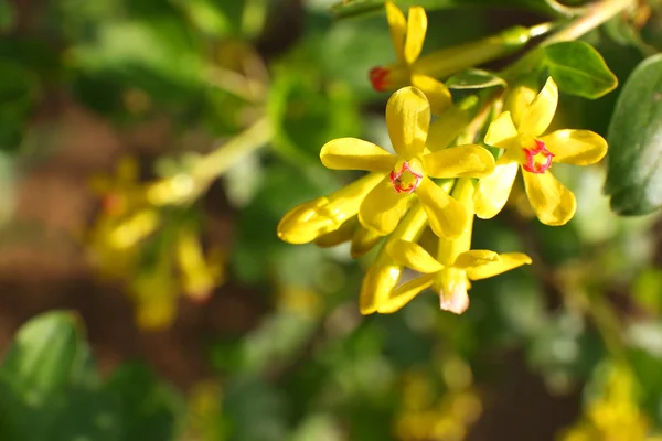 Beautiful spring twig with yellow flowers and leaves, outdoors — Stock Photo, Image