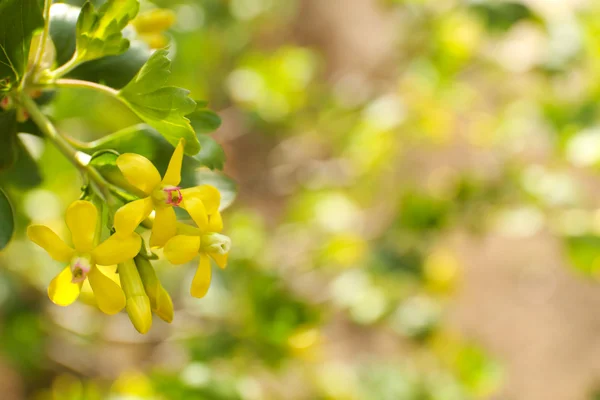 黄色の花と葉、屋外の美しい春枝 — ストック写真