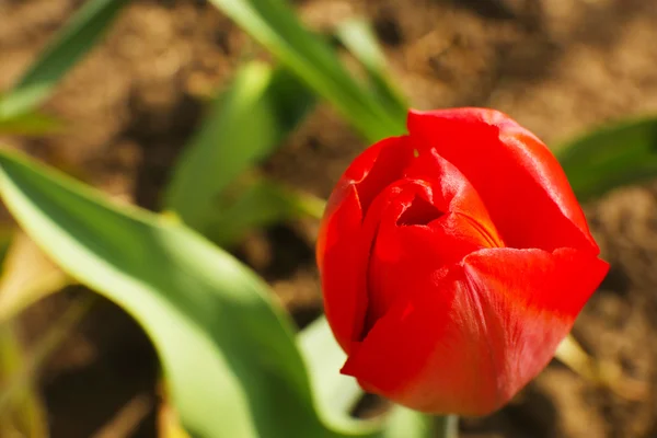 Hermoso tulipán rojo, al aire libre — Foto de Stock